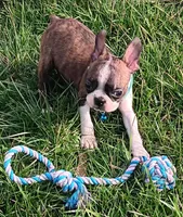AKC Tiger, a male Boston Terrier for sale in Champaign, IL – Photo 6 of 10