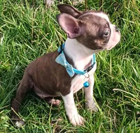 AKC Tiger, a male Boston Terrier for sale in Champaign, IL – Photo 3 of 10