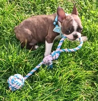 AKC Tiger, a male Boston Terrier for sale in Champaign, IL – Photo 8 of 10
