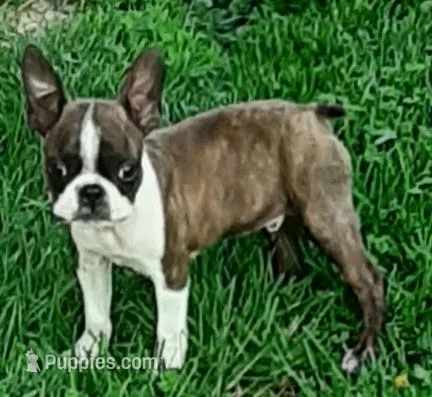 AKC Reduced – Boston Terrier puppy for sale in Champaign, IL