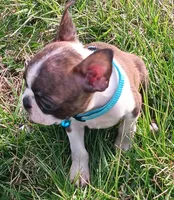 AKC Tiger, a male Boston Terrier for sale in Champaign, IL – Photo 5 of 10