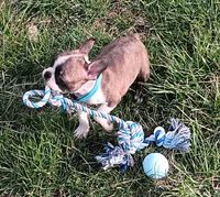 AKC Tiger, a male Boston Terrier for sale in Champaign, IL – Photo 9 of 10