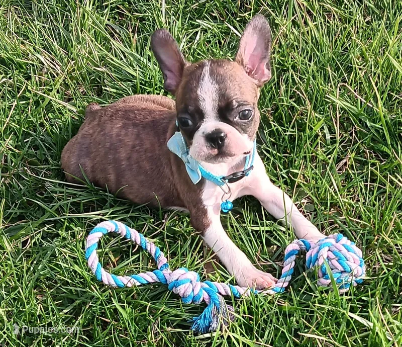 AKC Tiger – Boston Terrier puppy for sale in Champaign, IL