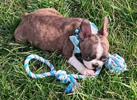 AKC Tiger, a male Boston Terrier for sale in Champaign, IL – Photo 2 of 10