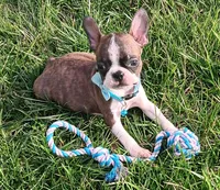 AKC Tiger, a male Boston Terrier for sale in Champaign, IL – Photo 7 of 10