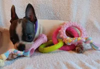 AKC Hold, a female Boston Terrier for sale in Champaign, IL – 6 of 6