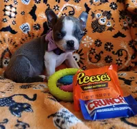 AKC Skyler Blue and White Blue Eyes, a female Boston Terrier for sale in Champaign, IL – 3 of 9