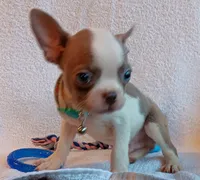 AKC Hold, a male Boston Terrier for sale in Champaign, IL – 2 of 3