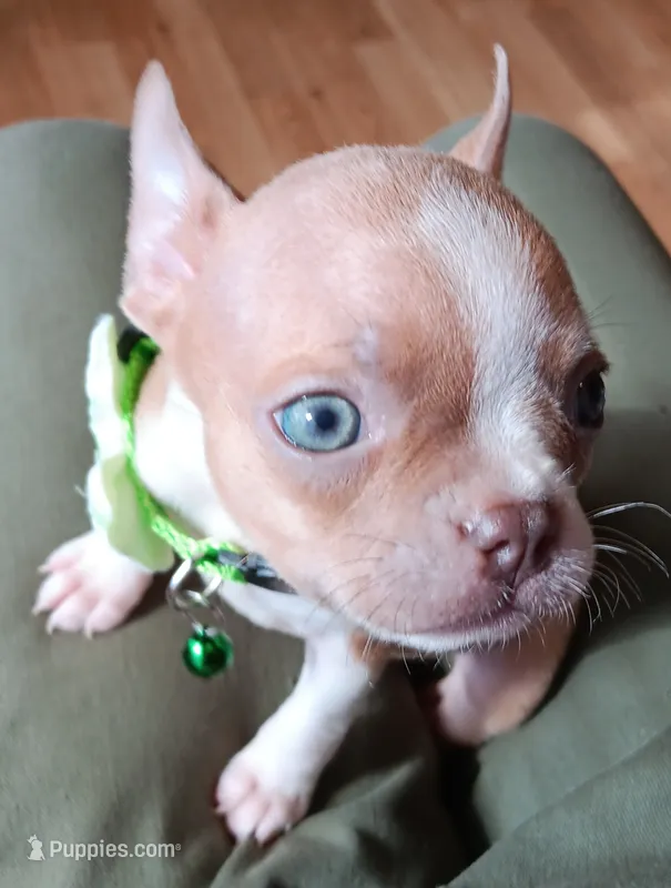 AKC Peanut Blue Fawn With Blue Eyes – Boston Terrier puppy for sale in Champaign, IL