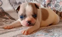 AKC Lily Pending, a female Boston Terrier for sale in Champaign, IL – Photo 4 of 4