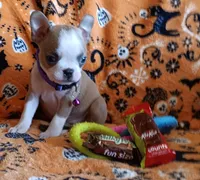 AKC Lola, a female Boston Terrier for sale in Champaign, IL – 4 of 10