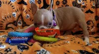 AKC Sandy Fawn Blue Eyes, a female Boston Terrier for sale in Champaign, IL – 5 of 8