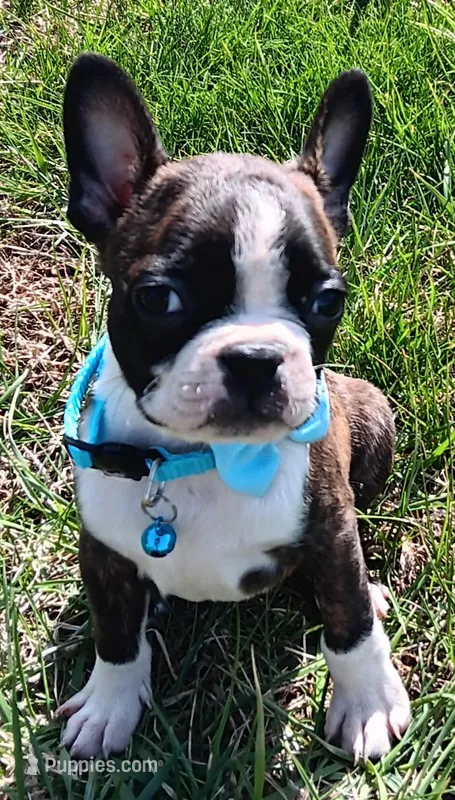 AKC Onyx – Boston Terrier puppy for sale in Champaign, IL