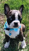 AKC Onyx, a male Boston Terrier for sale in Champaign, IL – Photo 1 of 8
