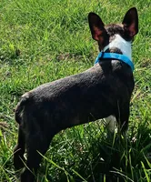 AKC Onyx, a male Boston Terrier for sale in Champaign, IL – Photo 3 of 8