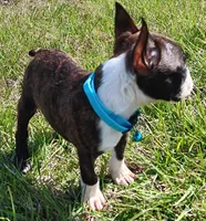 AKC Onyx, a male Boston Terrier for sale in Champaign, IL – Photo 6 of 8