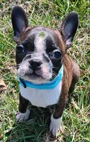 AKC Onyx, a male Boston Terrier for sale in Champaign, IL – Photo 7 of 8