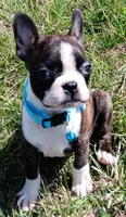 AKC Onyx, a male Boston Terrier for sale in Champaign, IL – Photo 2 of 8