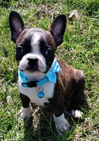 AKC Onyx, a male Boston Terrier for sale in Champaign, IL – Photo 5 of 8