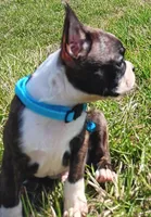 AKC Onyx, a male Boston Terrier for sale in Champaign, IL – Photo 4 of 8