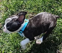 AKC Joey, a male Boston Terrier for sale in Champaign, IL – Photo 2 of 4