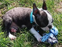 AKC Joey, a male Boston Terrier for sale in Champaign, IL – Photo 3 of 4
