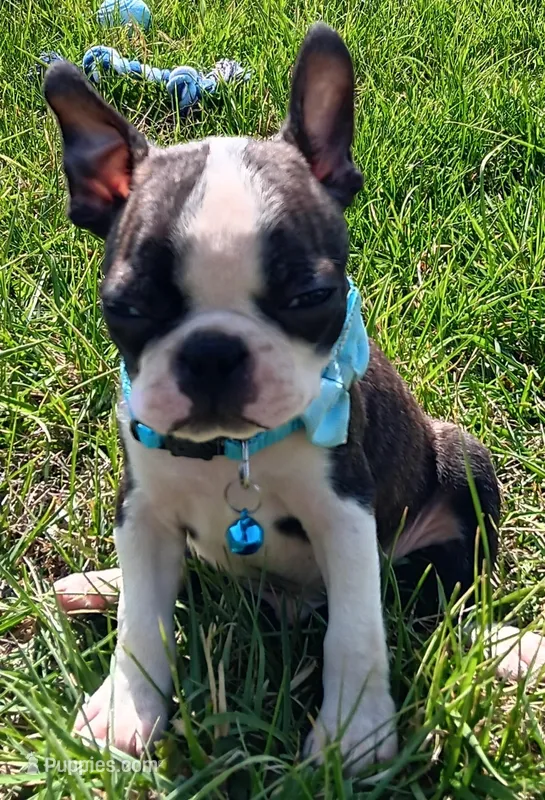 AKC Joey – Boston Terrier puppy for sale in Champaign, IL