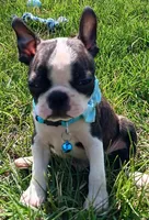 AKC Joey, a male Boston Terrier for sale in Champaign, IL – Photo 1 of 4