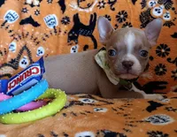 AKC Peanut Blue Fawn With Blue Eyes, a male Boston Terrier for sale in Champaign, IL – 8 of 10