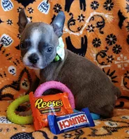 AKC Blue Jay Blue And White With Fawn Brindleing, a male Boston Terrier for sale in Champaign, IL – 5 of 8