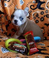 AKC Lola, a female Boston Terrier for sale in Champaign, IL – 3 of 10