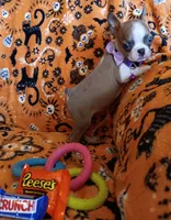 AKC Pending Hold Blue Fawn, a female Boston Terrier for sale in Champaign, IL – 2 of 10