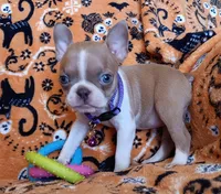 AKC Sandy Fawn Blue Eyes, a female Boston Terrier for sale in Champaign, IL – 8 of 8