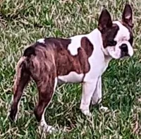 AKC Reduced, a male Boston Terrier for sale in Champaign, IL – Photo 4 of 6