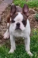 AKC Reduced, a male Boston Terrier for sale in Champaign, IL – Photo 1 of 6
