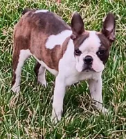 AKC Reduced, a male Boston Terrier for sale in Champaign, IL – Photo 2 of 6