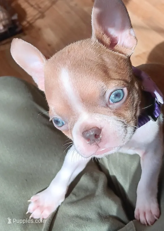 AKC Sandy Fawn Blue Eyes – Boston Terrier puppy for sale in Champaign, IL