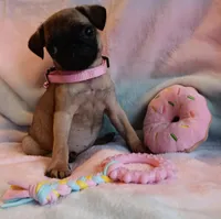 AKC 8 Weeks!!!, a female Pug for sale in Champaign, IL – Photo 7 of 7