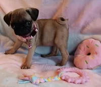 AKC 8 Weeks!!!, a female Pug for sale in Champaign, IL – Photo 3 of 7