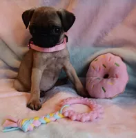 AKC 8 Weeks!!!, a female Pug for sale in Champaign, IL – Photo 1 of 7