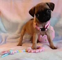 AKC 8 Weeks!!!, a female Pug for sale in Champaign, IL – Photo 4 of 7