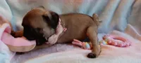 AKC 8 Weeks!!!, a female Pug for sale in Champaign, IL – Photo 6 of 7
