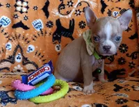 AKC Peanut Blue Fawn With Blue Eyes, a male Boston Terrier for sale in Champaign, IL – 7 of 10