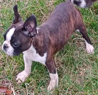 AKC TINY TIM, a male Boston Terrier for sale in Champaign, IL – Photo 2 of 2