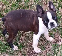 AKC TINY TIM, a male Boston Terrier for sale in Champaign, IL – Photo 1 of 2