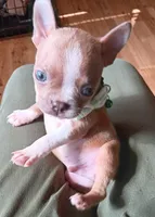 AKC Peanut Blue Fawn With Blue Eyes, a male Boston Terrier for sale in Champaign, IL – 5 of 10