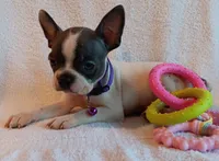 AKC Hold, a female Boston Terrier for sale in Champaign, IL – 2 of 6