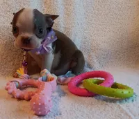 AKC HOLD, a female Boston Terrier for sale in Champaign, IL – 6 of 7