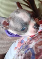 AKC Skyler Blue and White Blue Eyes, a female Boston Terrier for sale in Champaign, IL – 1 of 9