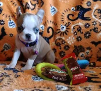 AKC Lola, a female Boston Terrier for sale in Champaign, IL – 8 of 10